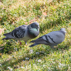 Columba livia domestica