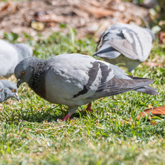 Columba livia domestica