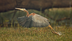 Ardea purpurea