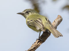 Tolmomyias sulphurescens