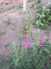 Salvia orbignaei
