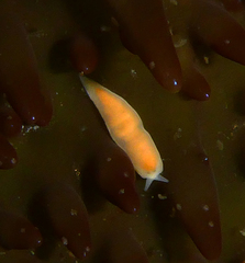 Vorticeros praedatorium