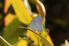 Nesiostrymon celida aibonito