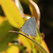 Caribbean Hairstreak - Photo (c) Logan Crees, some rights reserved (CC BY-NC), uploaded by Logan Crees