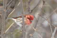 Haemorhous purpureus