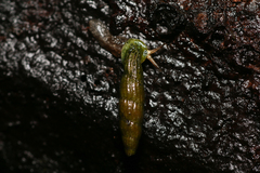 Nenia tridens