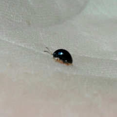 Psylliodes chalcomera