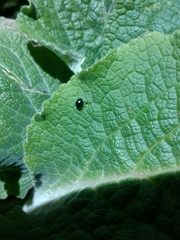 Psylliodes chalcomera