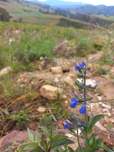 Salvia sophrona