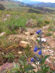 Salvia sophrona