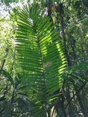 Prestoea decurrens