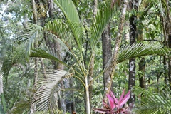 Dypsis lutescens