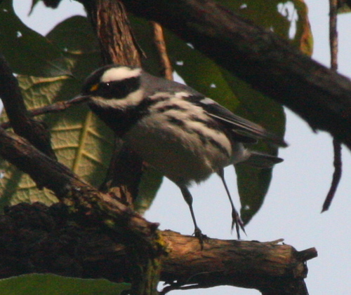 Setophaga nigrescens