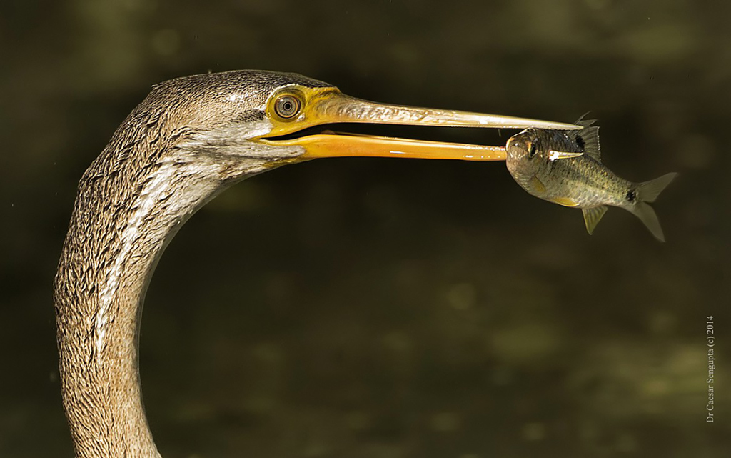 Oriental Darter