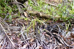 Dypsis lutescens