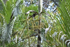 Dypsis lutescens