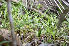 Dypsis lutescens