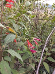 Salvia haenkei