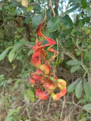 Pithecellobium unguis-cati