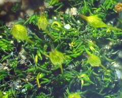Gymnostomum aeruginosum