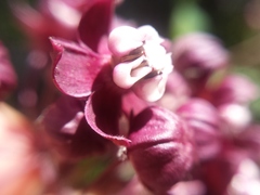 Asclepias cordifolia