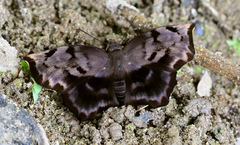 Achlyodes busirus heros