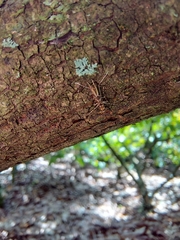 Conopomorpha cramerella