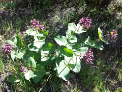 Asclepias cordifolia