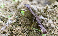 Achlyodes busirus heros
