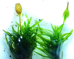 Gymnostomum aeruginosum