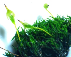 Gymnostomum aeruginosum