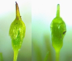 Gymnostomum aeruginosum