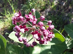 Asclepias cordifolia