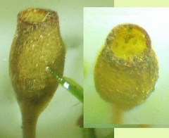 Gymnostomum aeruginosum