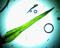 Gymnostomum aeruginosum