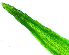 Gymnostomum aeruginosum