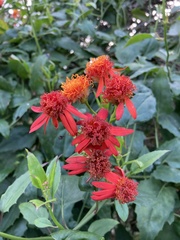 Pseudogynoxys chenopodioides