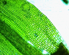 Gymnostomum aeruginosum