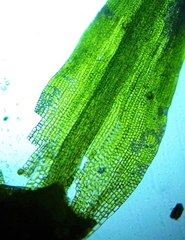 Gymnostomum aeruginosum