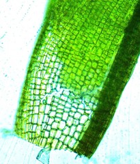 Gymnostomum aeruginosum