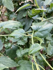 Pseudogynoxys chenopodioides