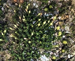 Gymnostomum aeruginosum