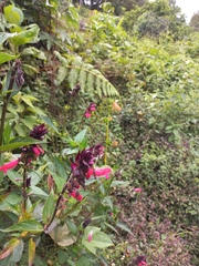 Salvia oxyphora