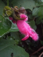 Salvia oxyphora