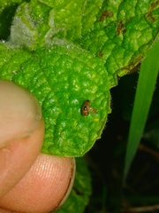 Longitarsus melanocephalus