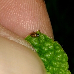 Longitarsus melanocephalus