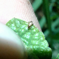 Longitarsus melanocephalus