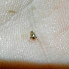 Longitarsus melanocephalus