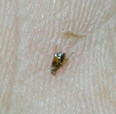 Longitarsus melanocephalus