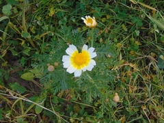 Glebionis coronaria discolor